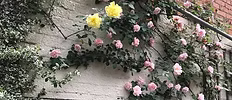 The Fox photo 1